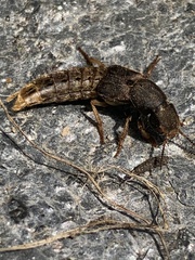 Platydracus maculosus