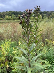 Vernonia fasciculata