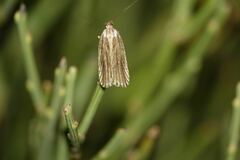 Agonopterix umbellana
