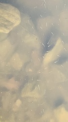 Actinopterygii