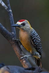 Melanerpes hoffmannii