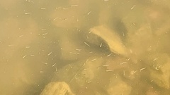 Actinopterygii