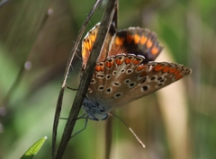 Aricia agestis