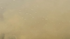 Actinopterygii