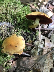 Cortinarius semisanguineus