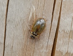 Harmonia quadripunctata