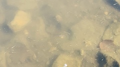 Actinopterygii