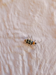 Paranapiacaba tricincta