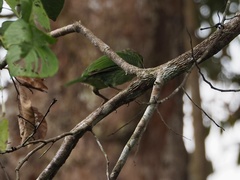 Psilopogon faiostrictus