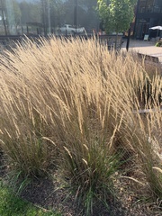 Ammophila breviligulata