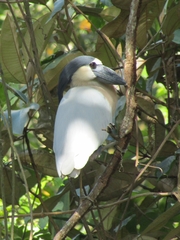Cochlearius cochlearius