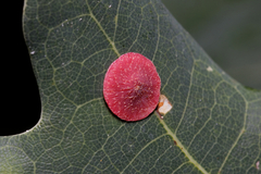 Neuroterus albipes