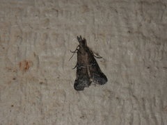 Alpheias transferens