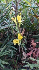 Oenothera biennis