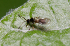 Diapriinae