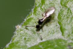 Diapriinae