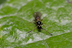Diapriinae