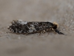 Monopis spilotella