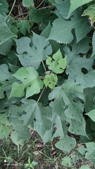 Broussonetia papyrifera