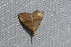 Phalaenostola metonalis