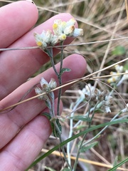 Pseudognaphalium macounii