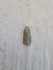 Spodoptera exigua