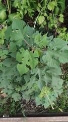 Broussonetia papyrifera