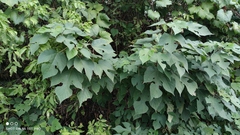 Broussonetia papyrifera