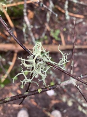 Evernia mesomorpha