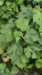 Broussonetia papyrifera