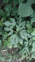 Broussonetia papyrifera