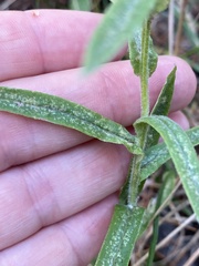 Pseudognaphalium macounii