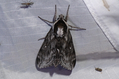 Sphinx poecila