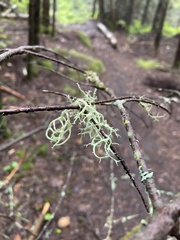 Evernia mesomorpha