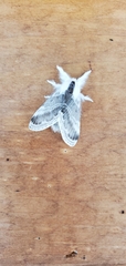 Tolype velleda