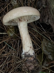 Lactarius vinaceorufescens