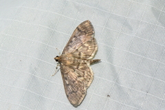 Herpetogramma aeglealis