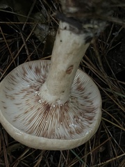 Lactarius vinaceorufescens