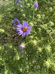 Symphyotrichum oblongifolium