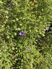 Symphyotrichum oblongifolium