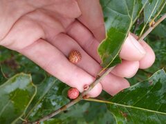 Kokkocynips imbricariae