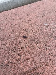 Holoverticata