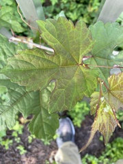 Ampelopsis