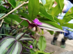 Tradescantia zebrina