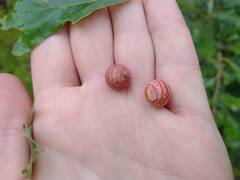 Kokkocynips imbricariae