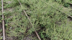 Ambrosia artemisiifolia