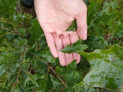 Kokkocynips imbricariae