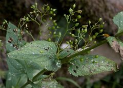 Scrophularia nodosa