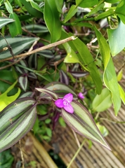 Tradescantia zebrina