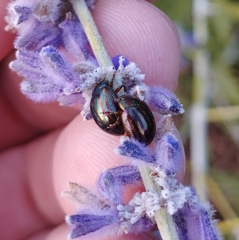 Chrysolina americana
